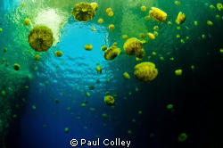 Fried Egg Jellyfish framed against the Azure Window off t... by Paul Colley 